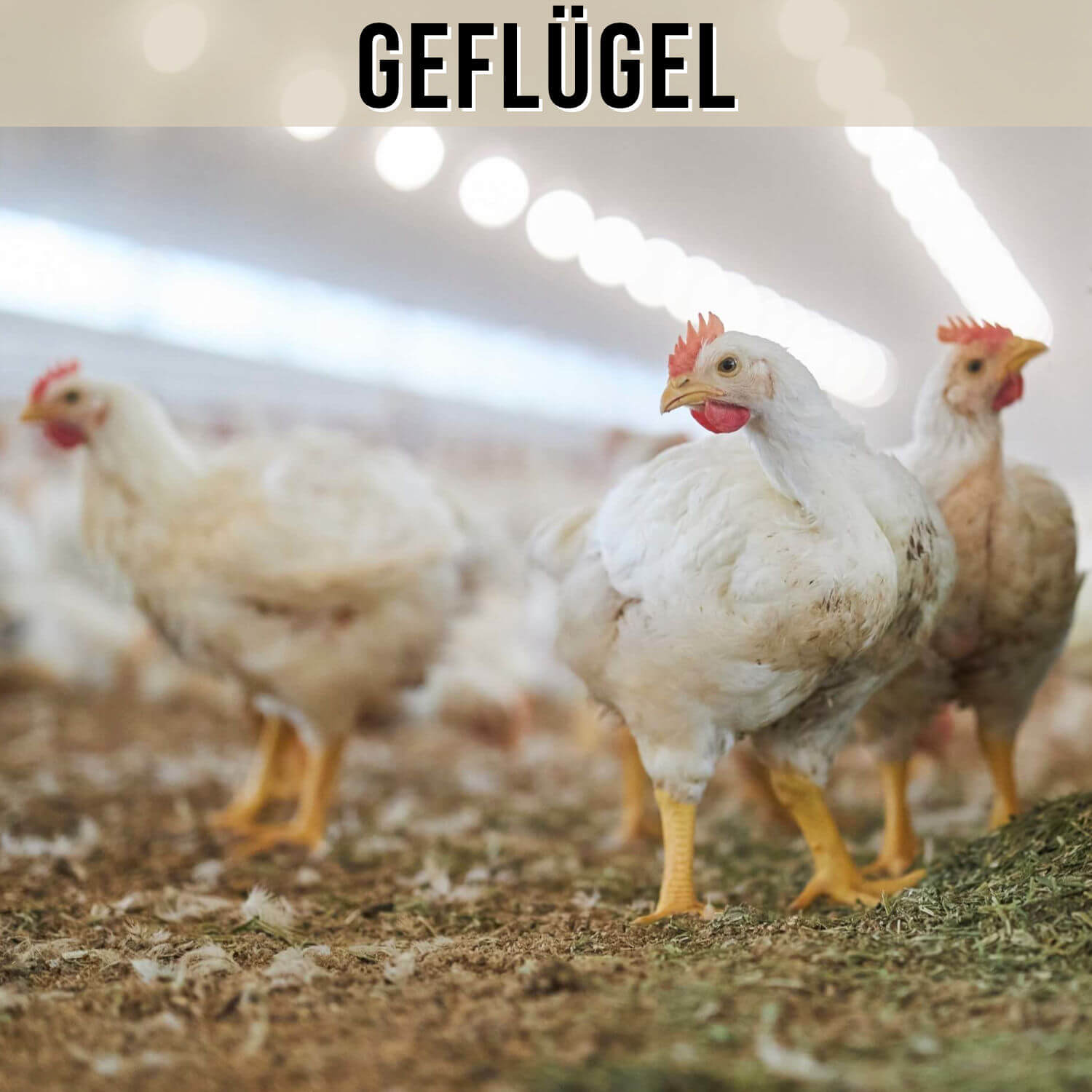 Kategorie Geflügel
