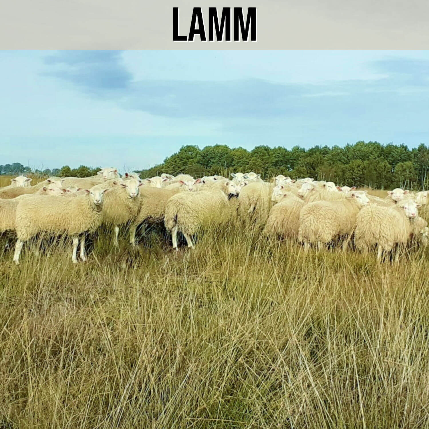 Lamm