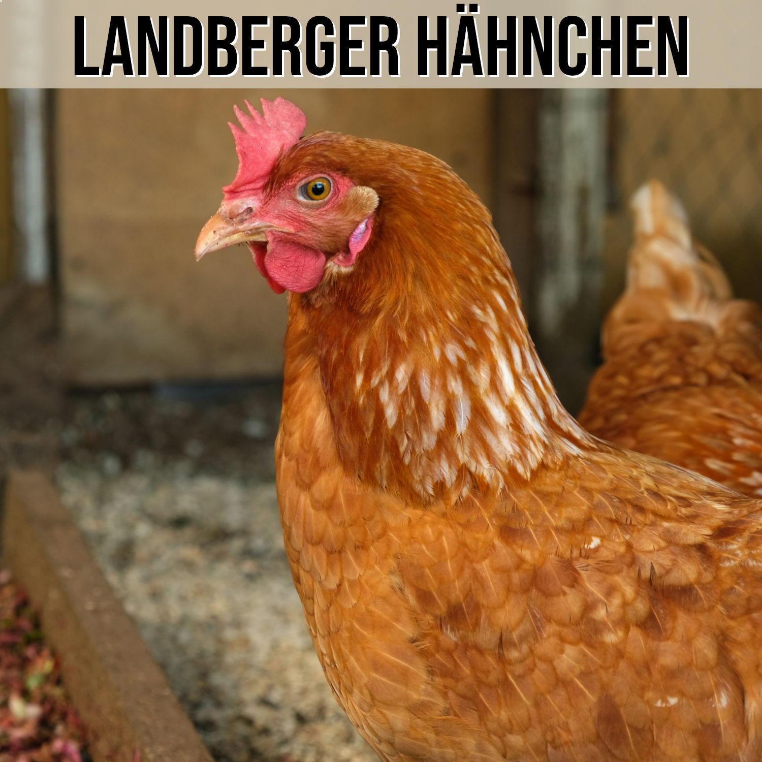 Kategorie Landberger Hähnchen