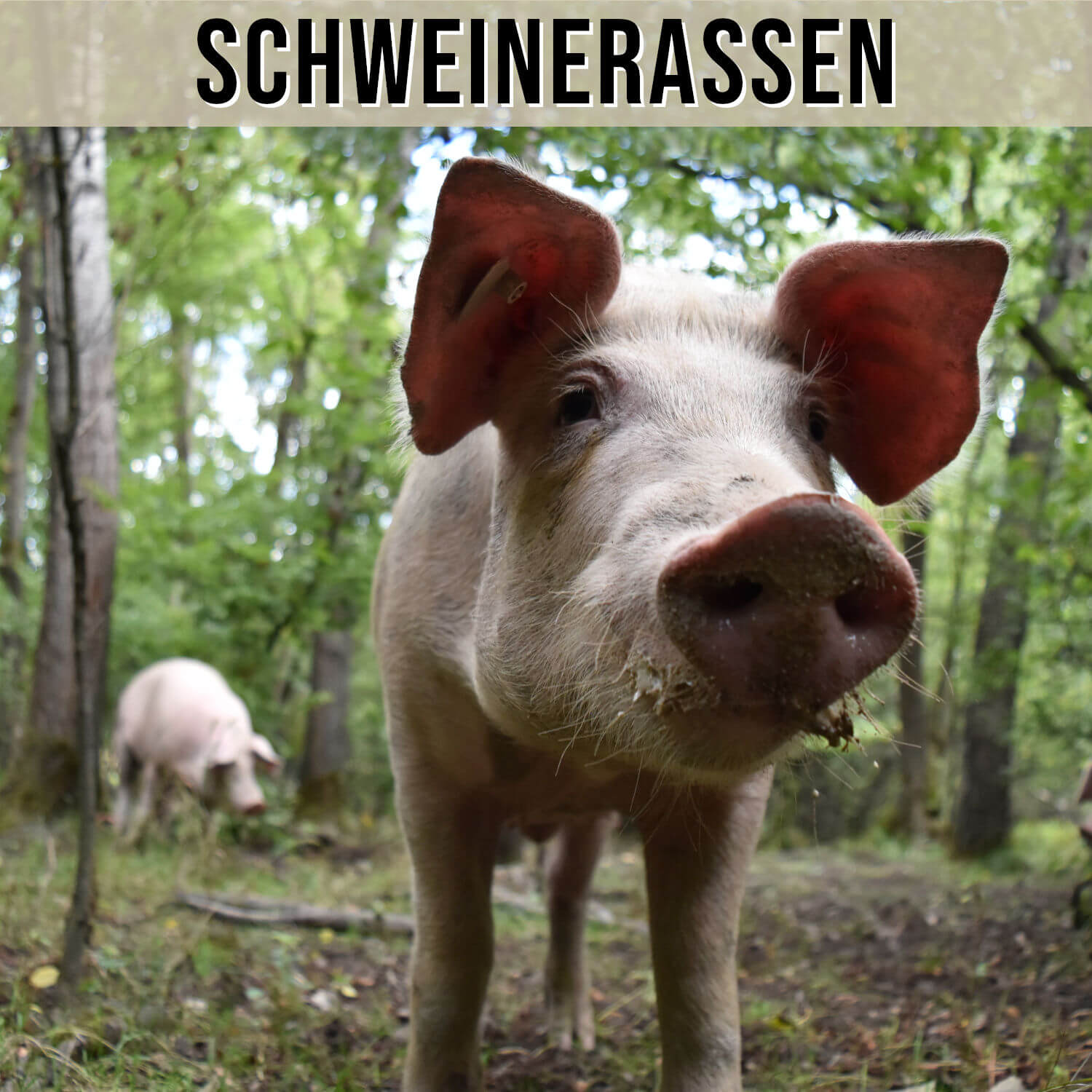 Unser Fleisch Schweinerassen
