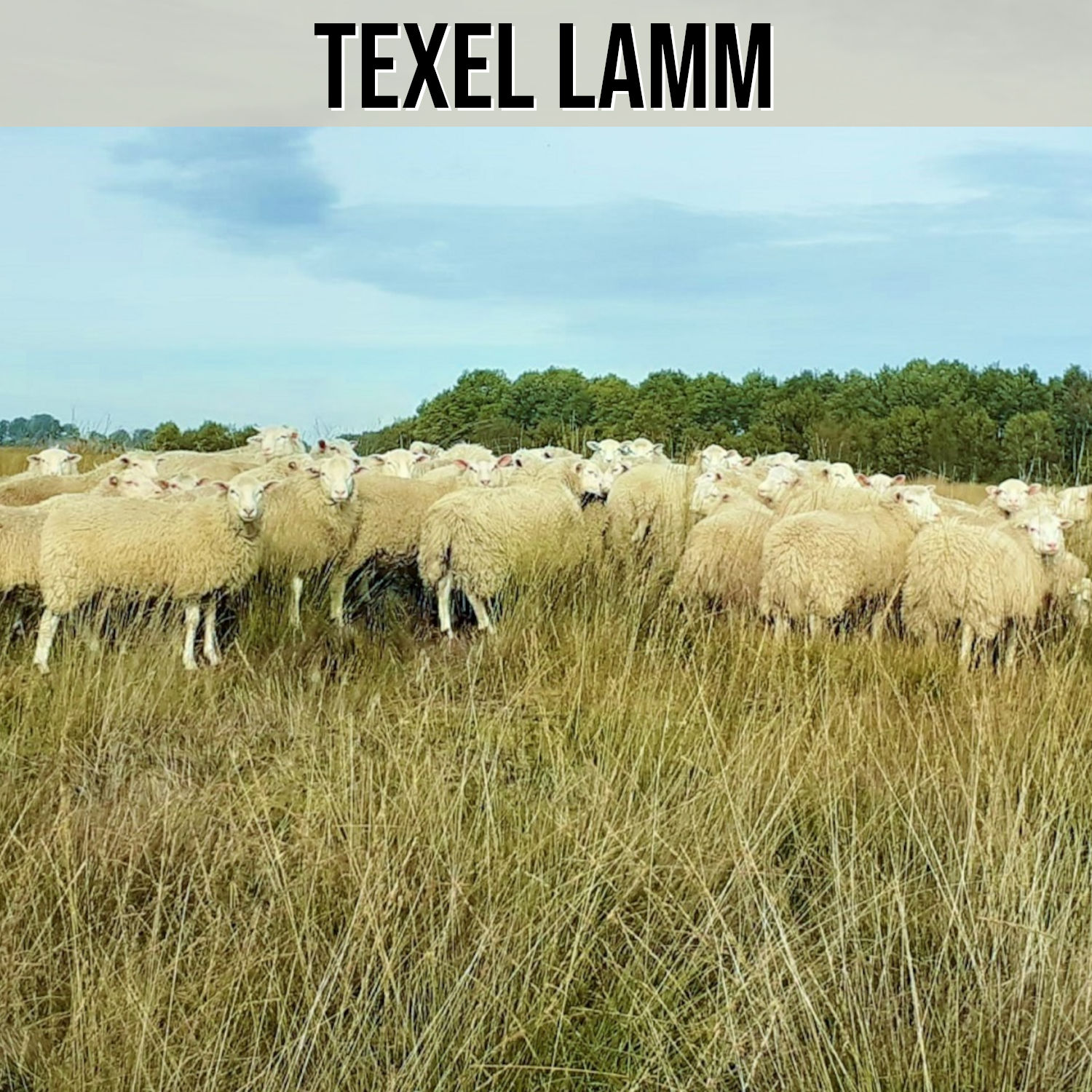 Kategorie Texel Lamm