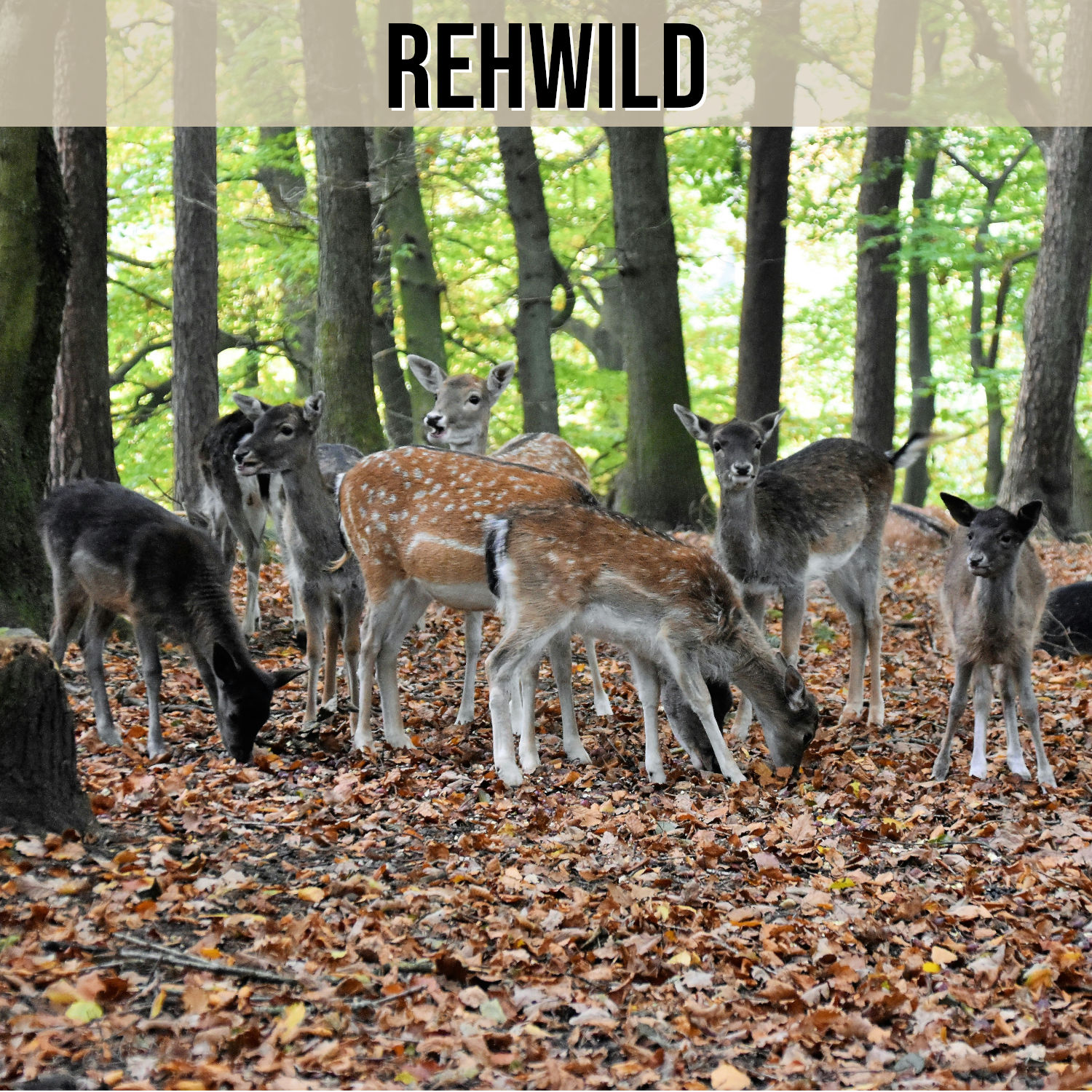 Kategorie Rehwild