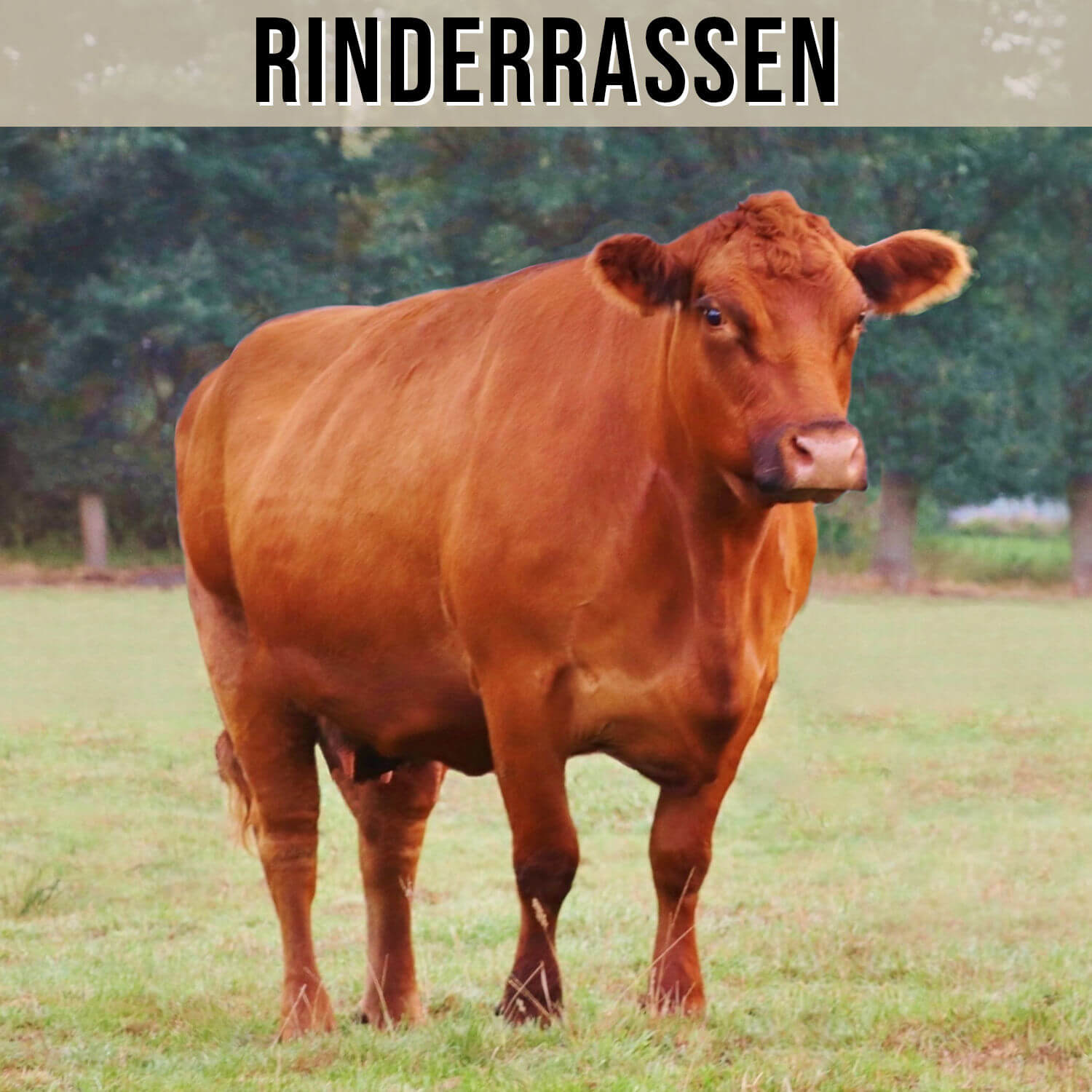 Unser Fleisch Rinderrassen
