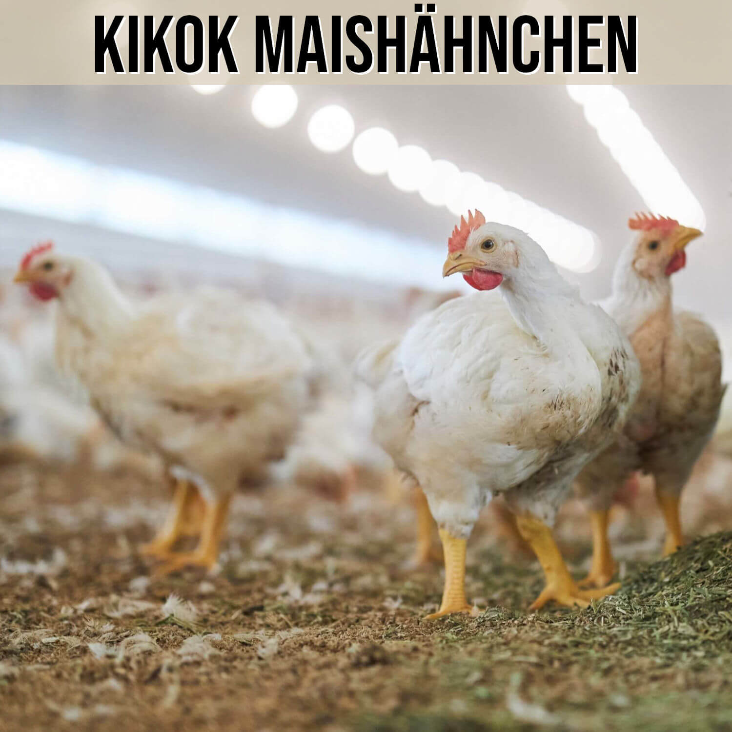 Kategorie KIKOK Maishähnchen