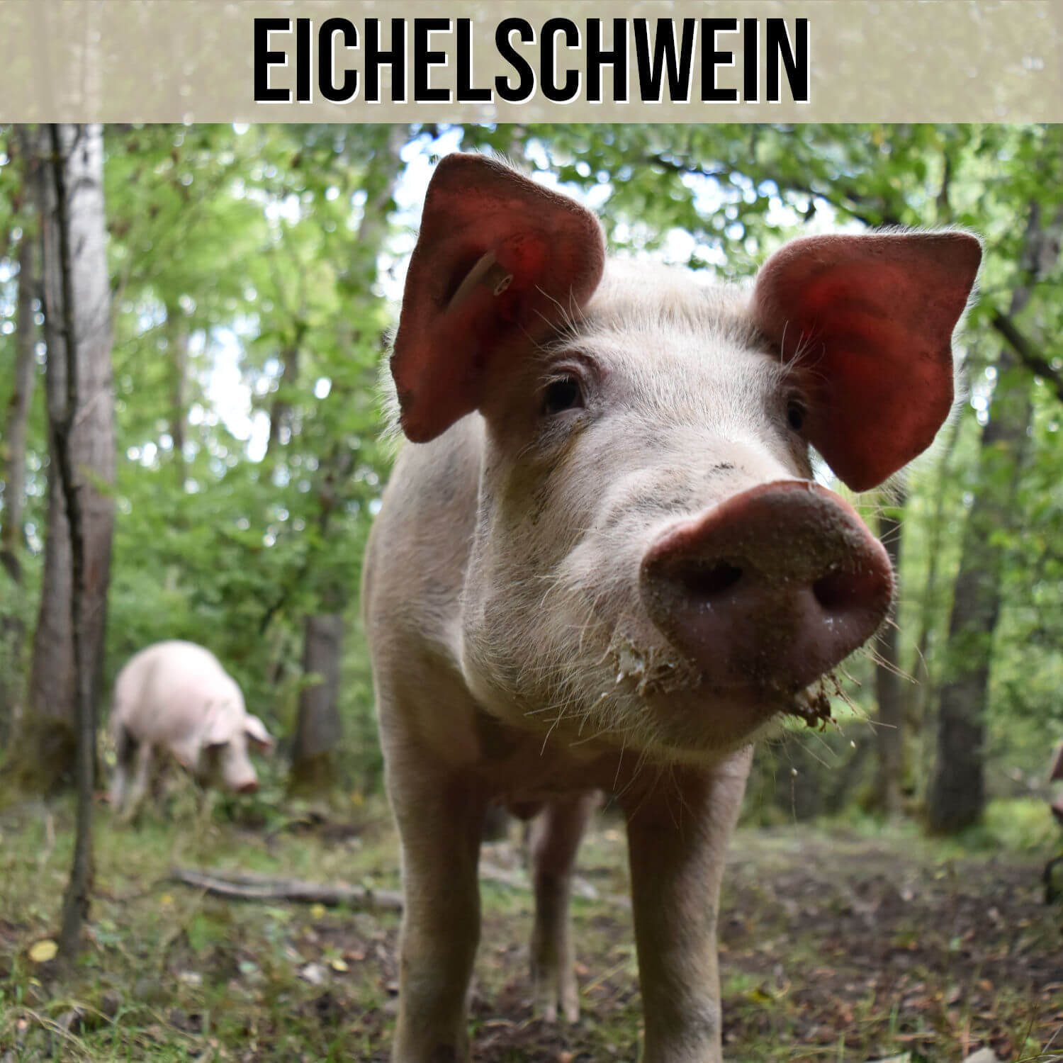 Kategorie Eichelschwein