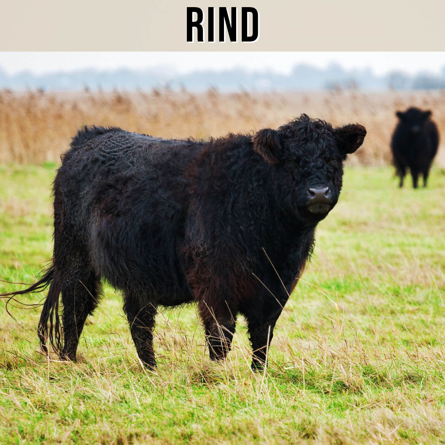 Kategorie Rind