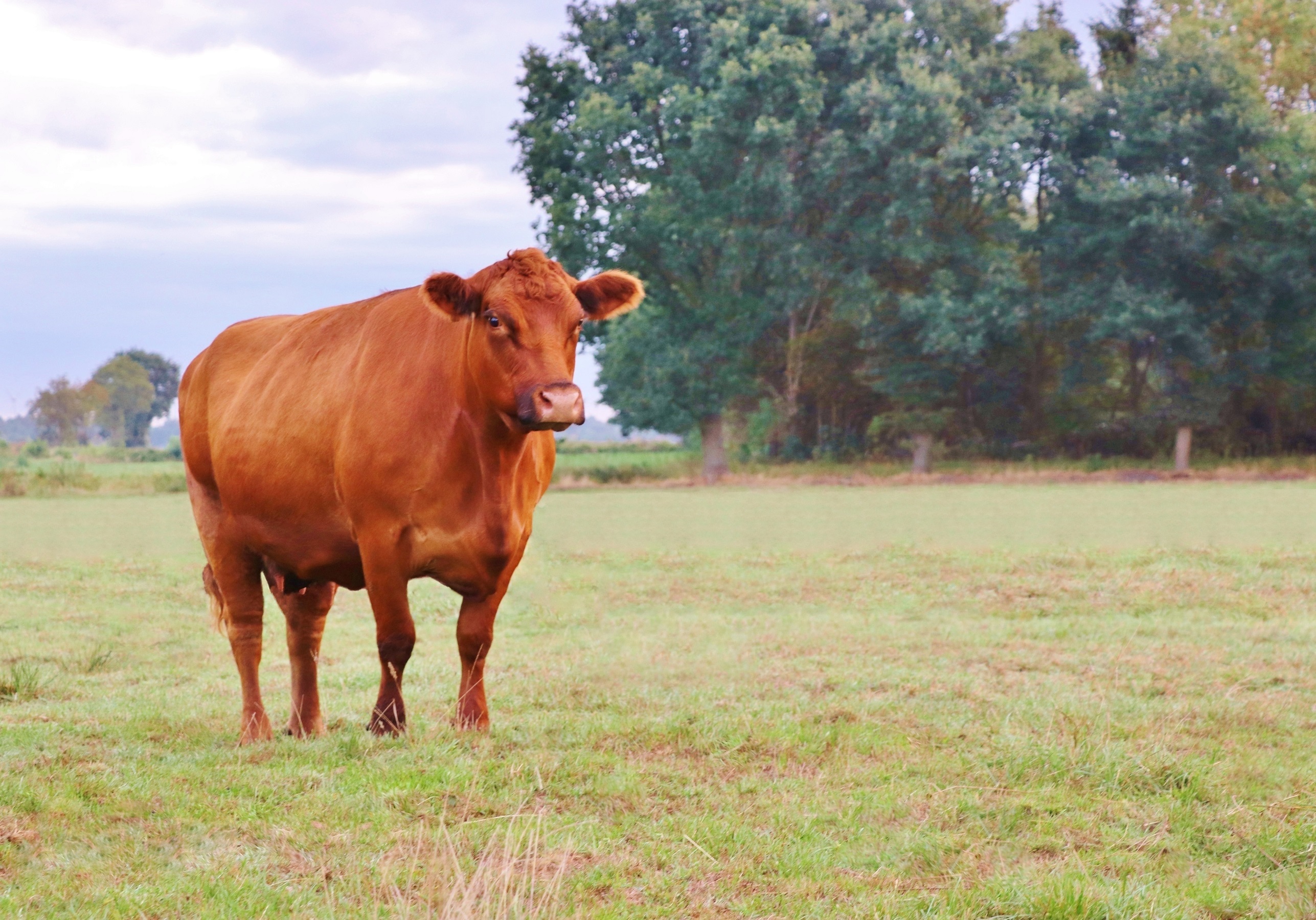 Red Heifer