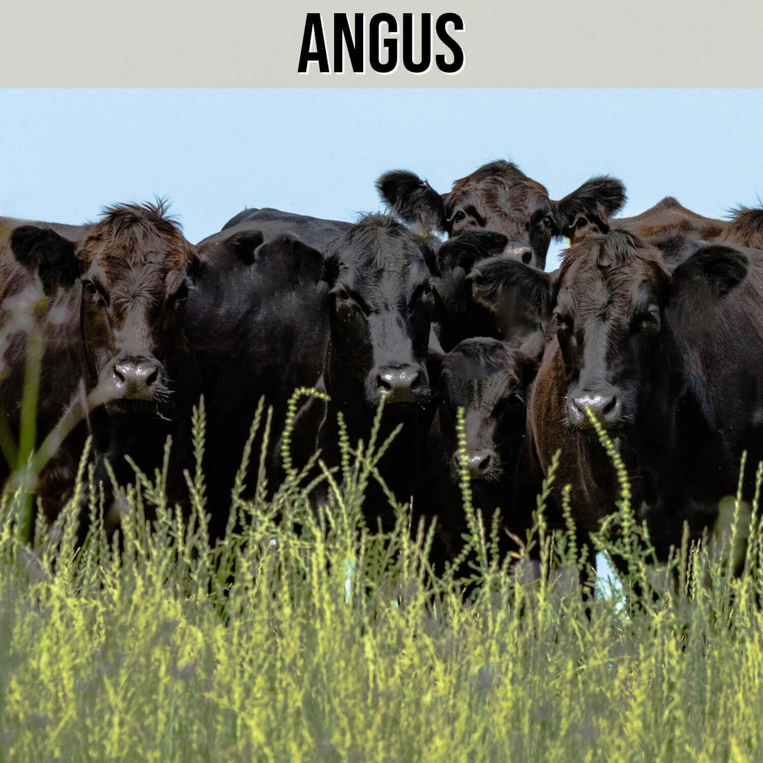 Kategorie Angus Rind