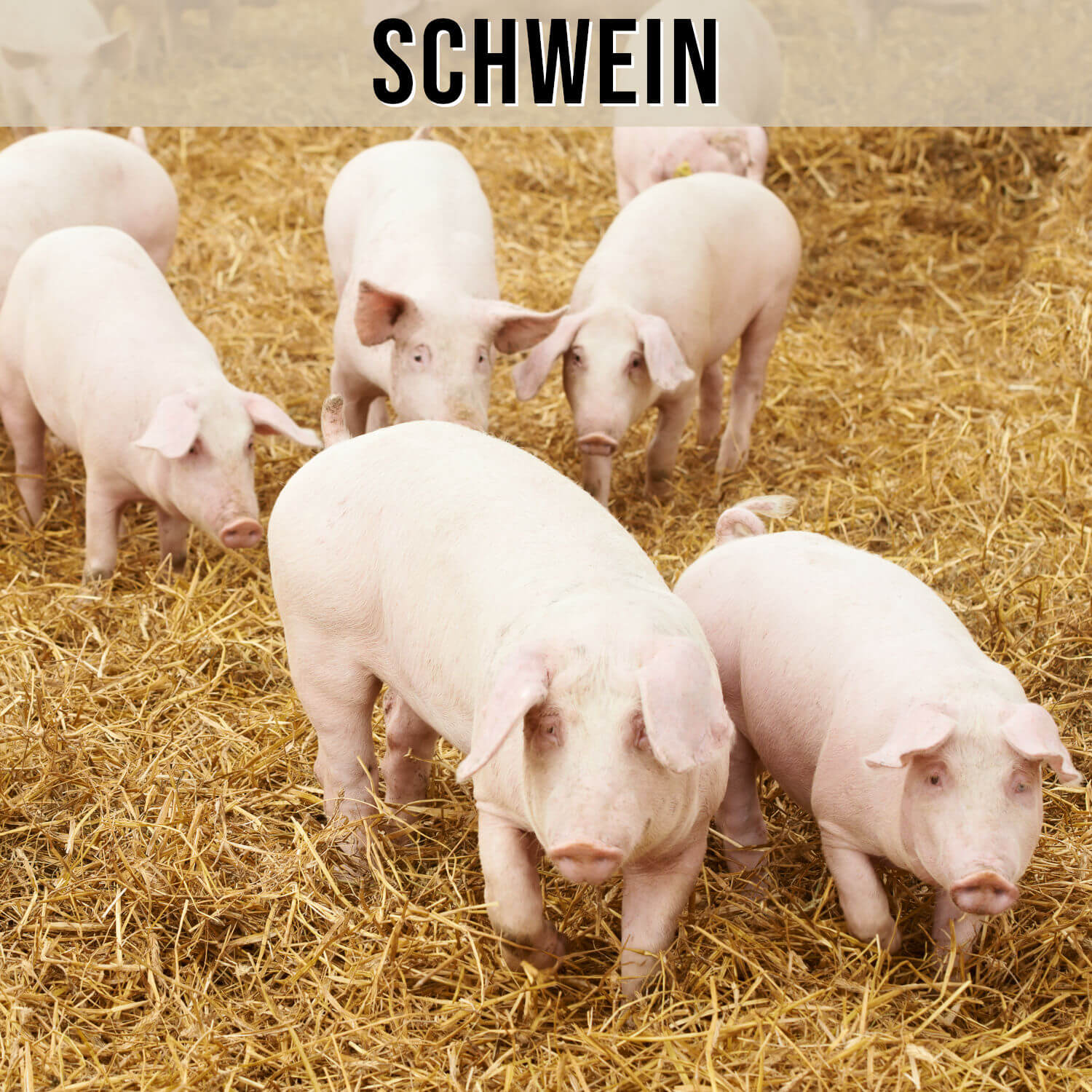 Kategorie Schwein