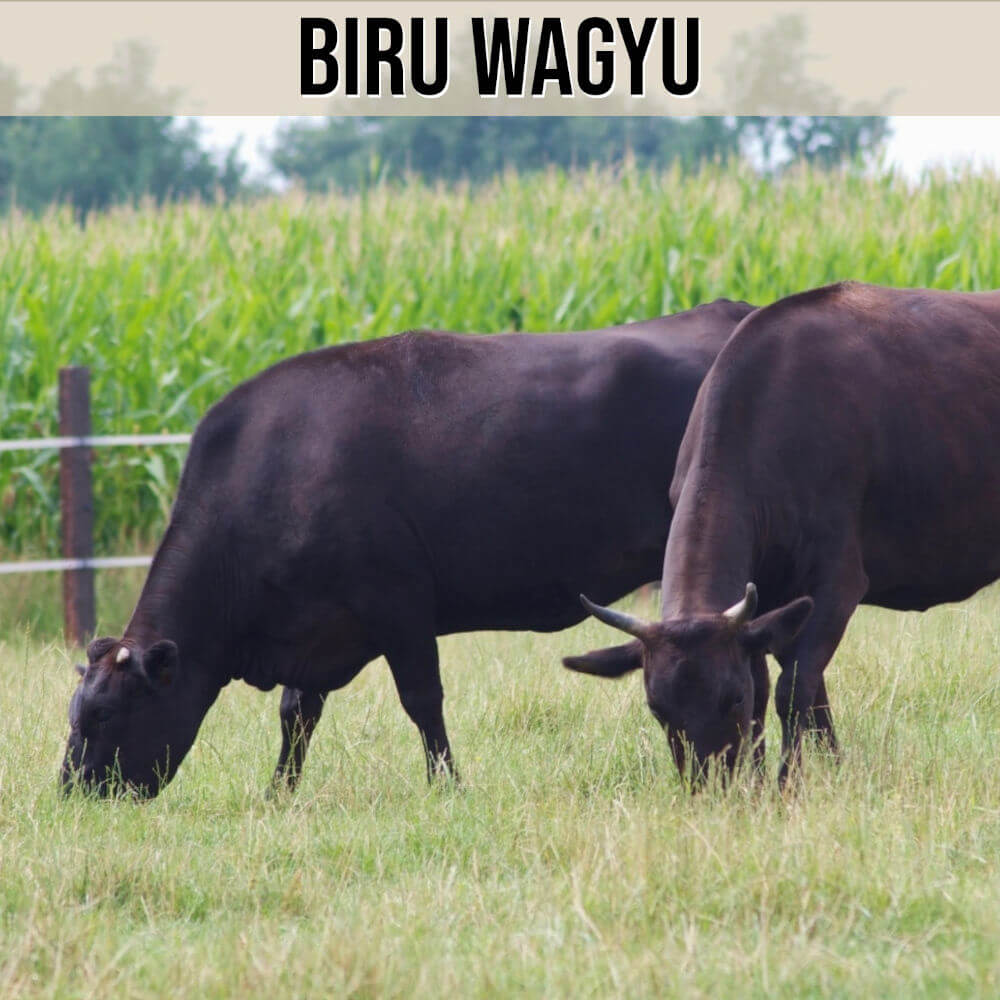 Kategorie Biru Wagyu Rind