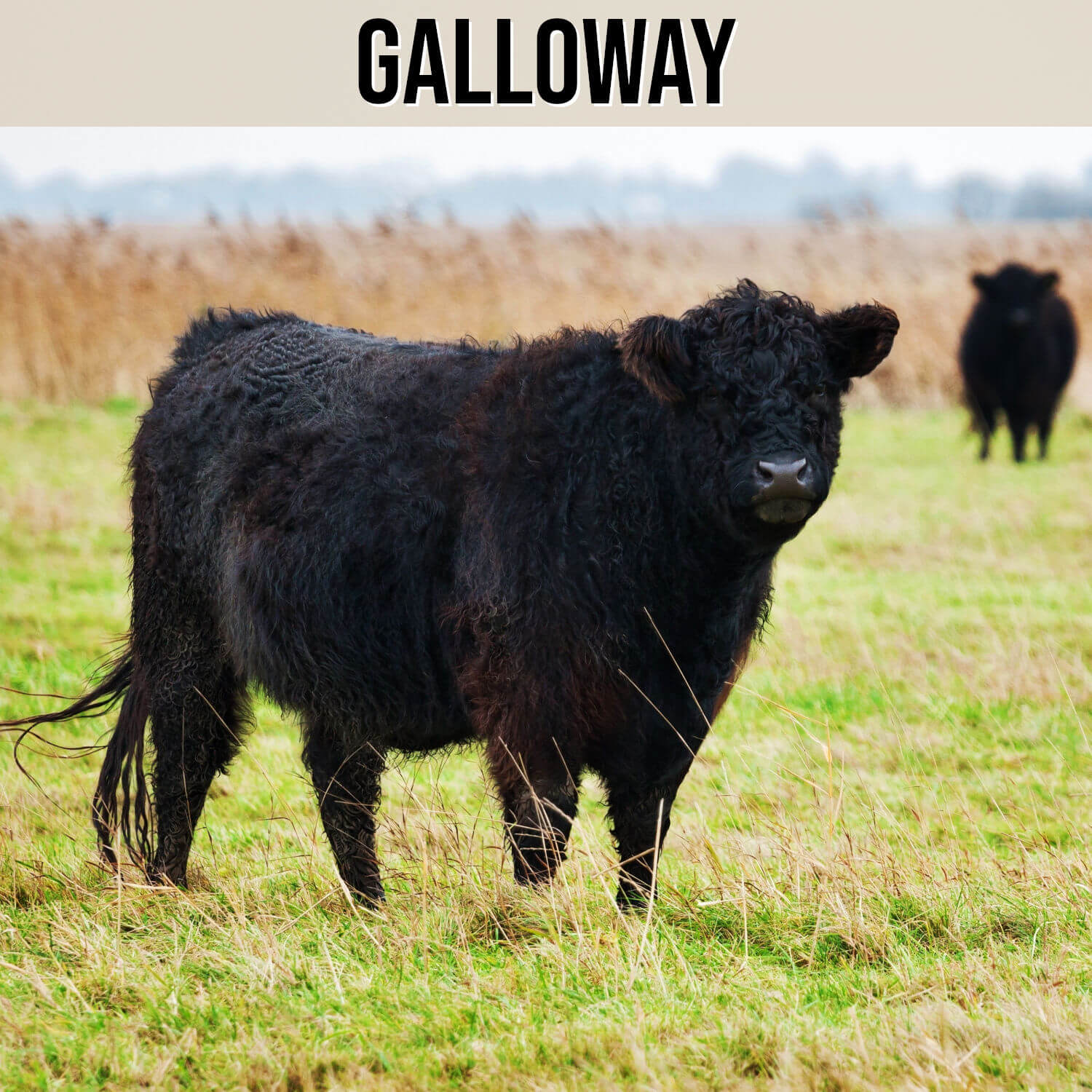 Galoway Rind Galloway