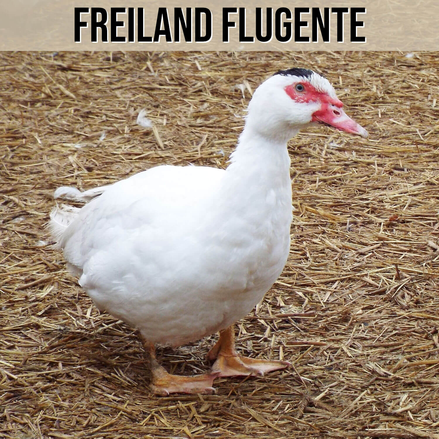 Kategorie Freiland Flugente
