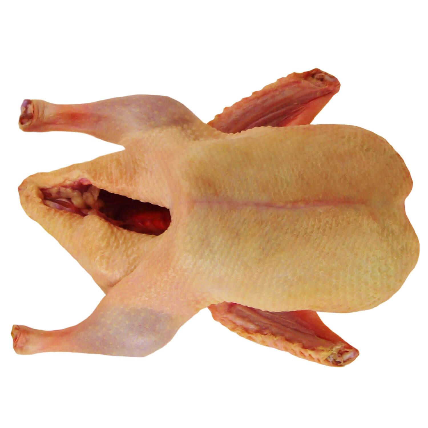 Barbarie Ente im Ganzen