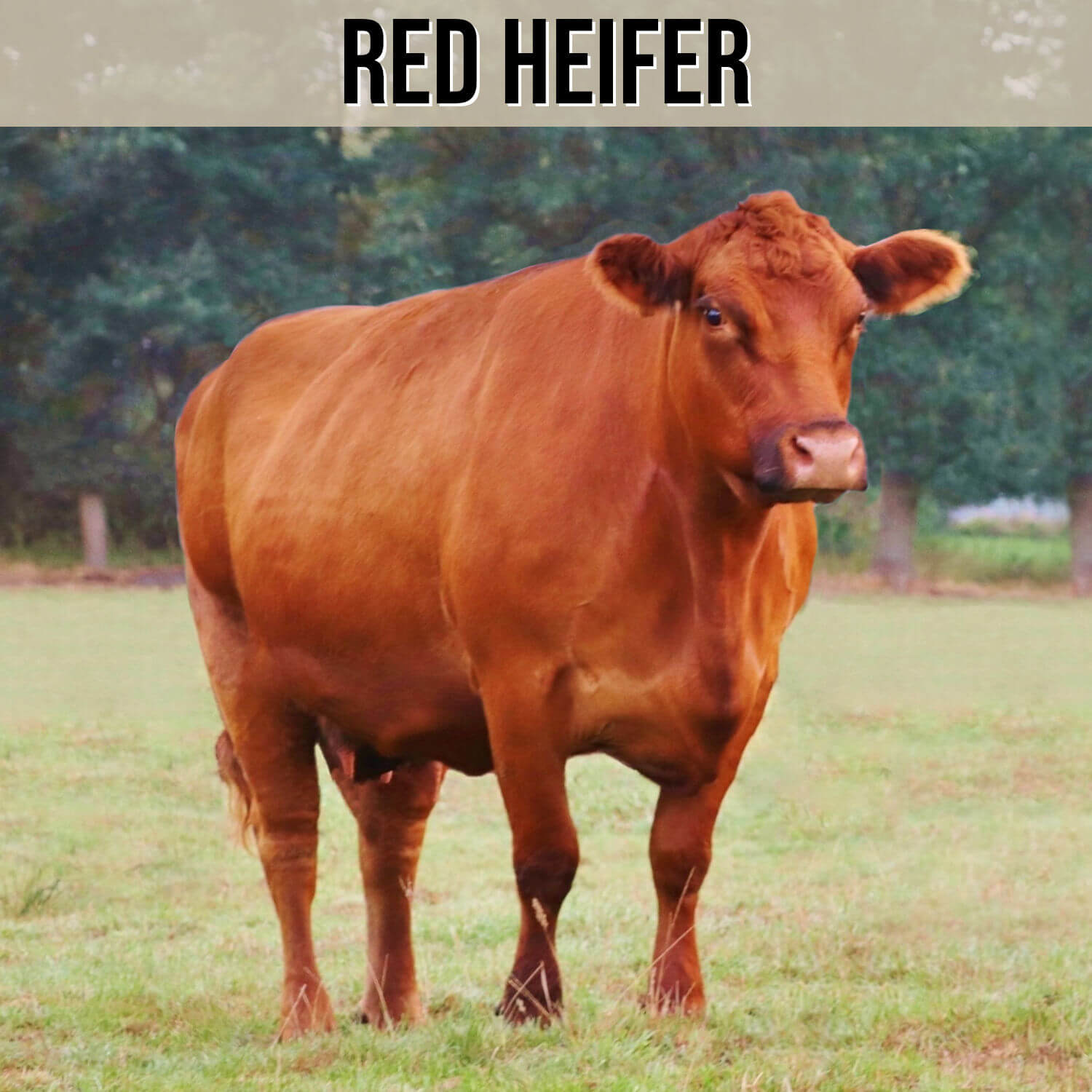 Kategorie Red Heifer Rind