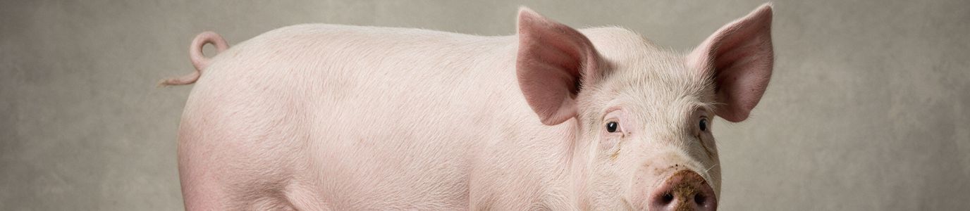 schwein_eatventure