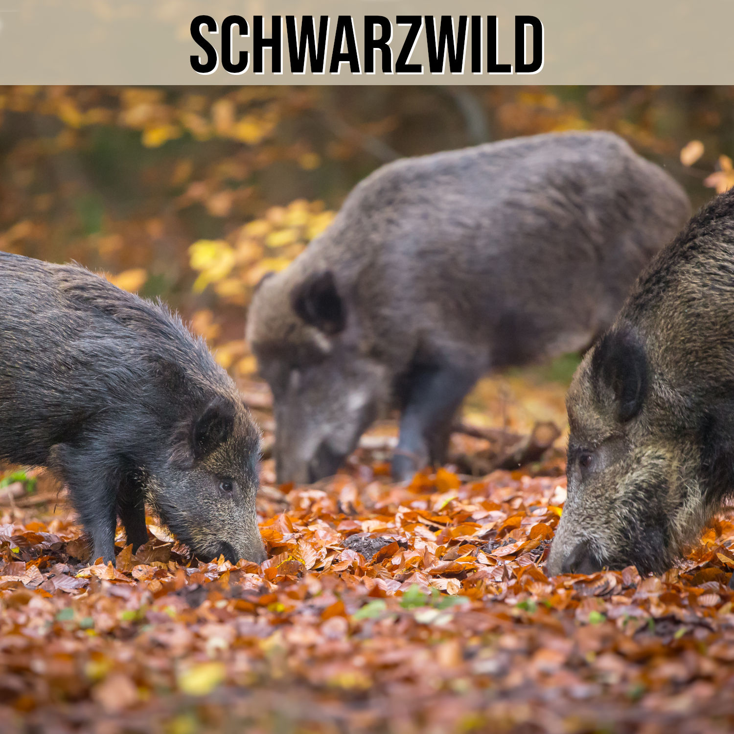 Kategorie Schwarzwild
