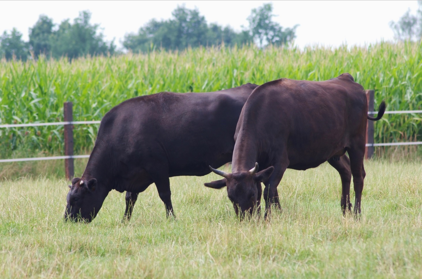 Biru Wagyu